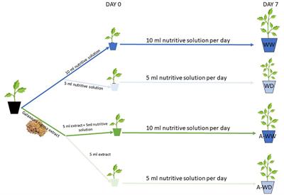 Biostimulant activity of Galaxaura rugosa seaweed extracts against water deficit stress in tomato seedlings involves activation of ABA signaling